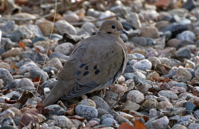 Mourning Dove 2019-01-15