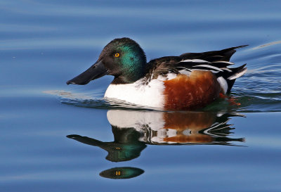 Northern Shoveler 2019-01-15