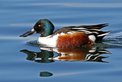 Northern Shoveler 2019-01-15