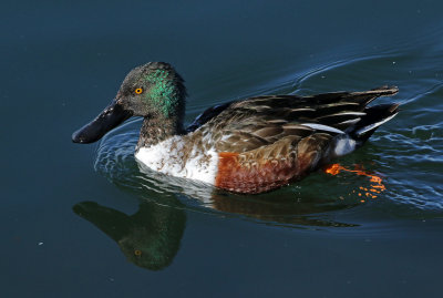 Northern Shoveler 2019-01-15