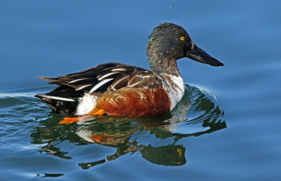 Northern Shoveler 2019-01-15