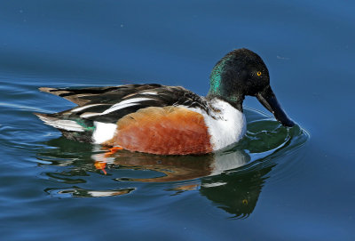 Northern Shoveler 2019-01-15