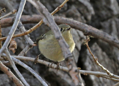 Ruby-crowned Kinglet 2019-01-16