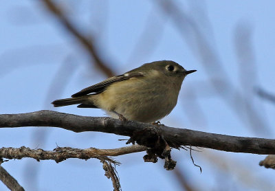 Ruby-crowned Kinglet 2019-01-16