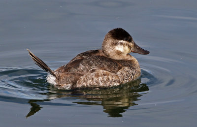 Ruddy Duck 2019-01-15