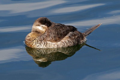 Ruddy Duck 2019-01-15