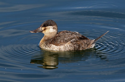 Ruddy Duck 2019-01-15