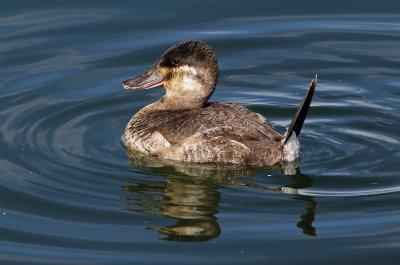 Ruddy Duck 2019-01-15