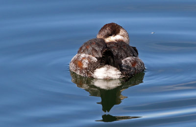 Ruddy Duck 2019-01-15
