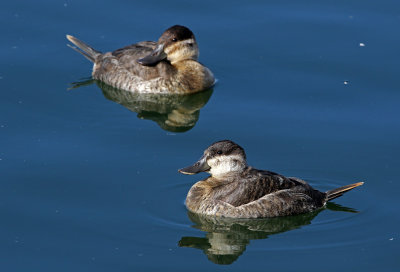 Ruddy Duck 2019-01-15
