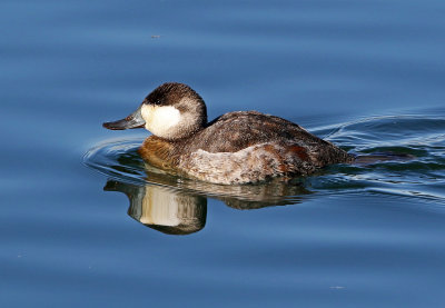 Ruddy Duck 2019-01-15