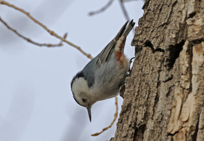 White-breasted Nuthatch 2019-01-16