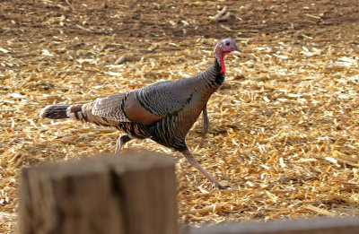 Wild Turkey 2019-01-16