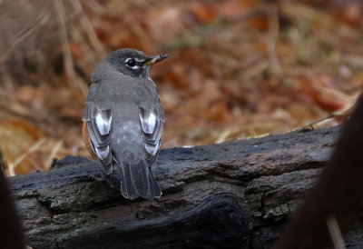 American Robin 2019-01-11