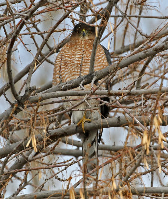 Cooper's Hawk 2019-01-09