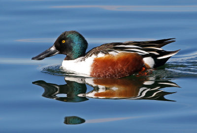 Northern Shoveler 2019-01-15