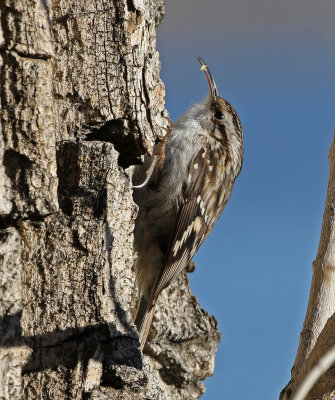 Brown Creeper 2019-01-19