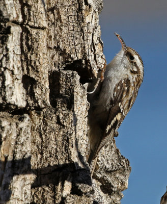 Brown Creeper 2019-01-19