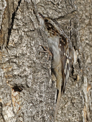 Brown Creeper 2019-01-19