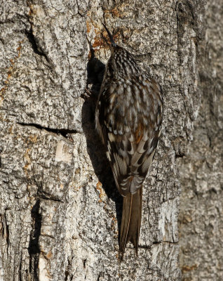 Brown Creeper 2019-01-19