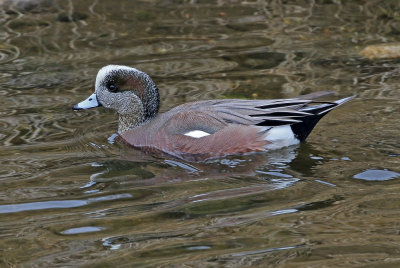 American Wigeon 2019-01-18