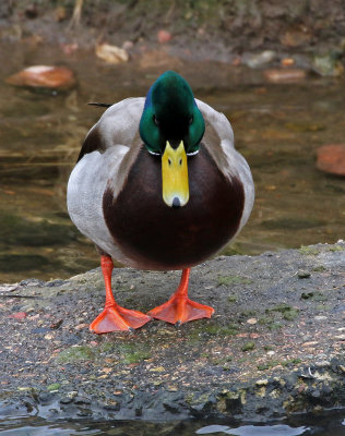 Mallard 2019-01-18