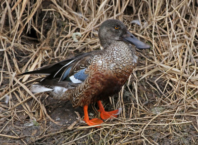 Northern Shoveler 2019-01-18
