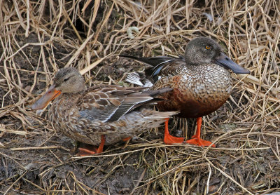 Northern Shoveler 2019-01-18