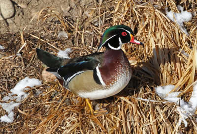 Wood Duck 2019-01-25