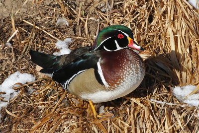 Wood Duck 2019-01-25