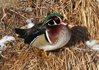 Wood Duck 2019-01-25