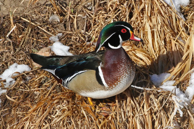 Wood Duck 2019-01-25