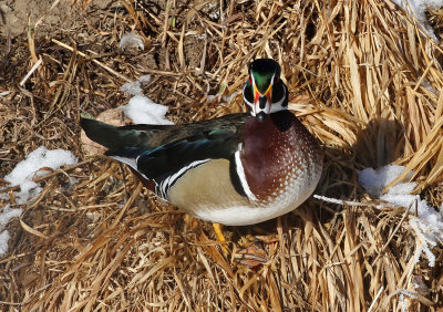 Wood Duck 2019-01-25