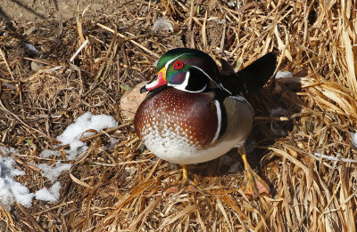 Wood Duck 2019-01-25