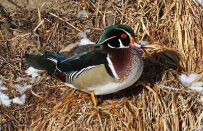 Wood Duck 2019-01-25