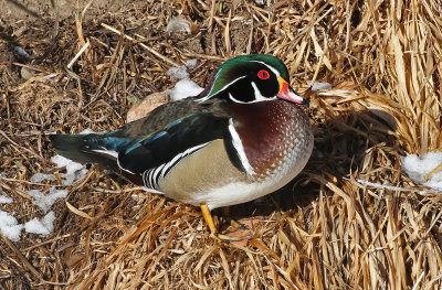 Wood Duck 2019-01-25