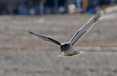 Northern Harrier 2019-01-23