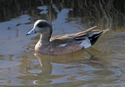 American Wigeon 2019-01-24