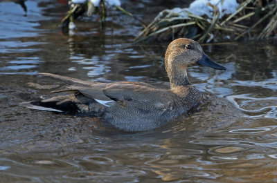 Gadwall 2019-01-24