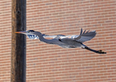 Great Blue Heron 2019-01-24