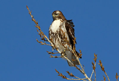 Red-tailed Hawk 2019-01-24