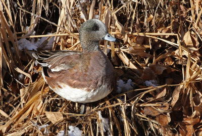 American Wigeon 2019-01-25