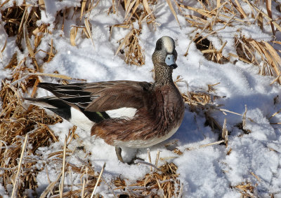 American Wigeon 2019-01-25