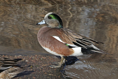 American Wigeon 2019-01-25