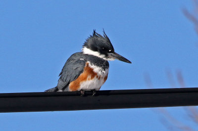 Belted Kingfisher 2019-01-25