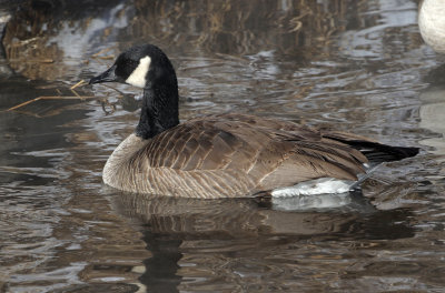 Canada Goose 2019-01-25
