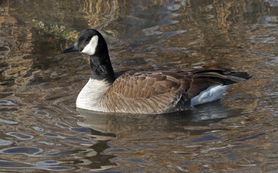 Canada Goose 2019-01-25
