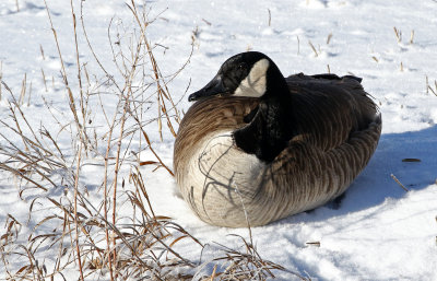 Canada Goose 2019-01-25