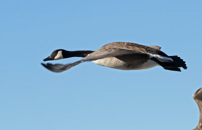 Canada Goose 2019-01-25