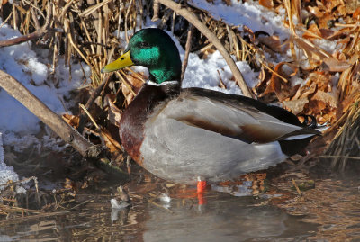 Mallard 2019-01-25